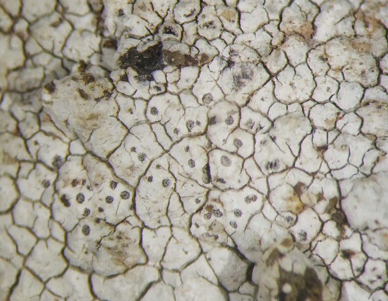 Crater Lichen photo 6
