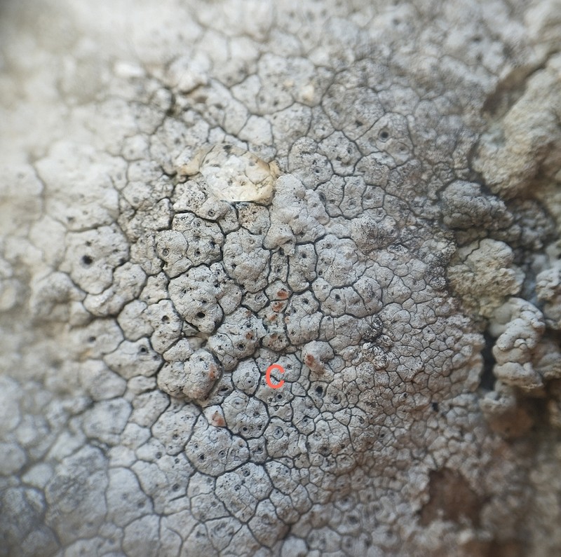 Crater Lichen photo 7