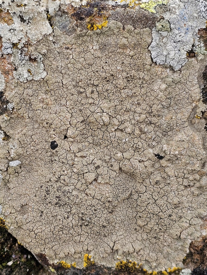 Crater Lichen photo 8