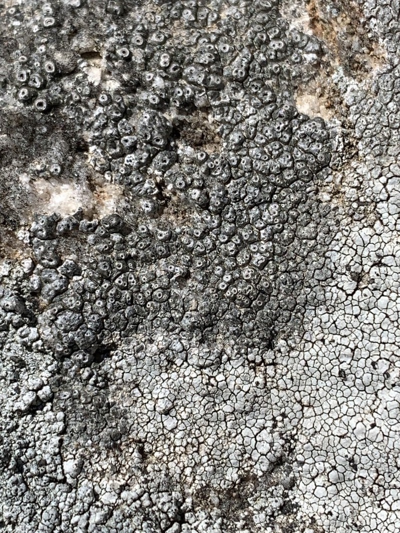Crater Lichen