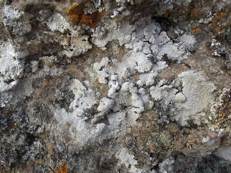 Diploschistes candidissimus photo 2
