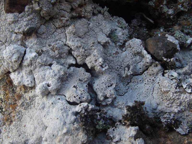 Diploschistes candidissimus photo 3