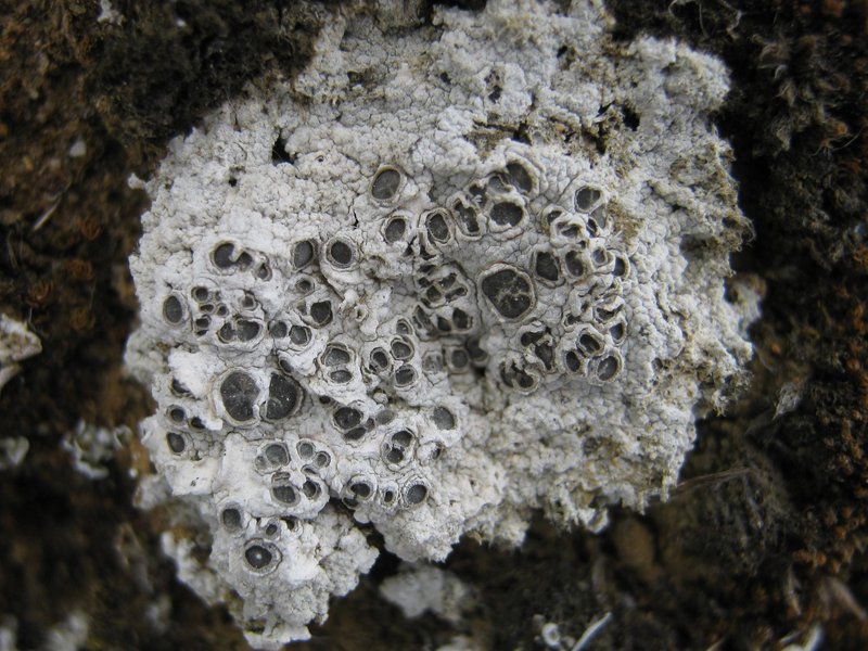 Crater Lichen