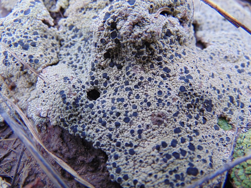 Crater Lichen
