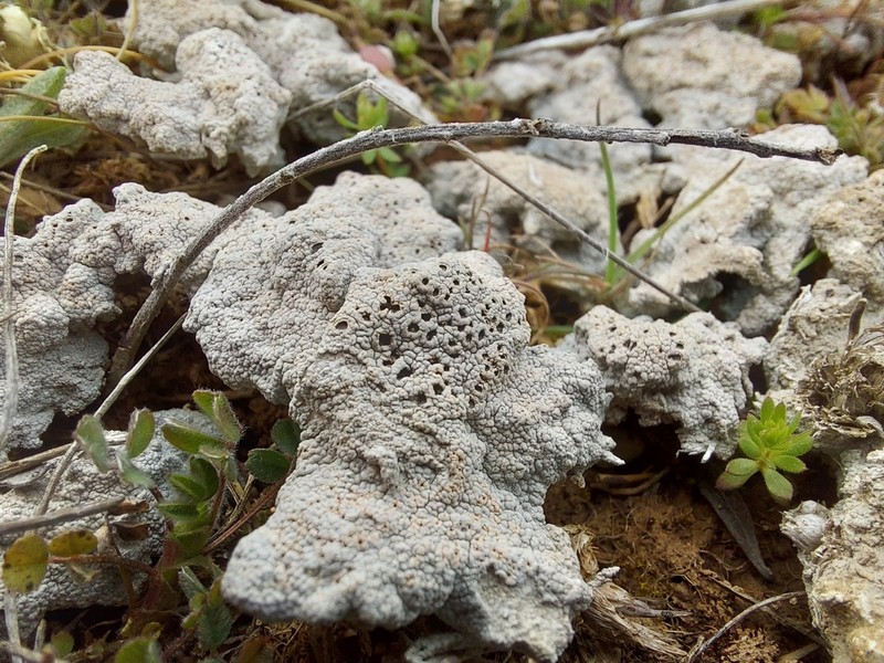 Crater Lichen photo 2