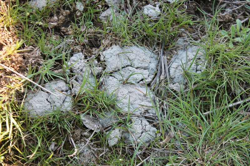 Crater Lichen photo 3