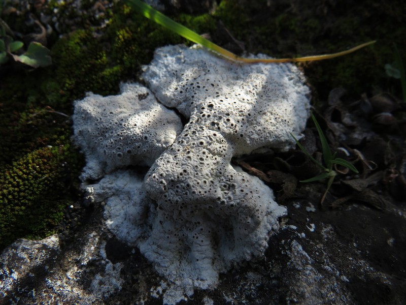 Crater Lichen photo 4