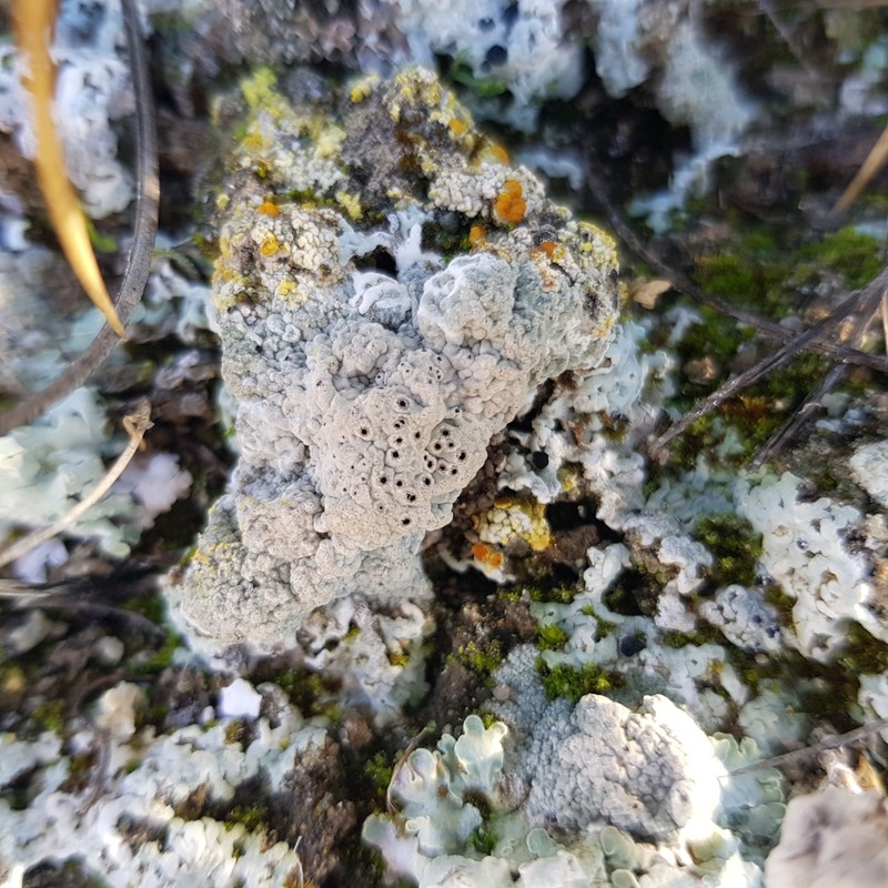 Crater Lichen photo 5