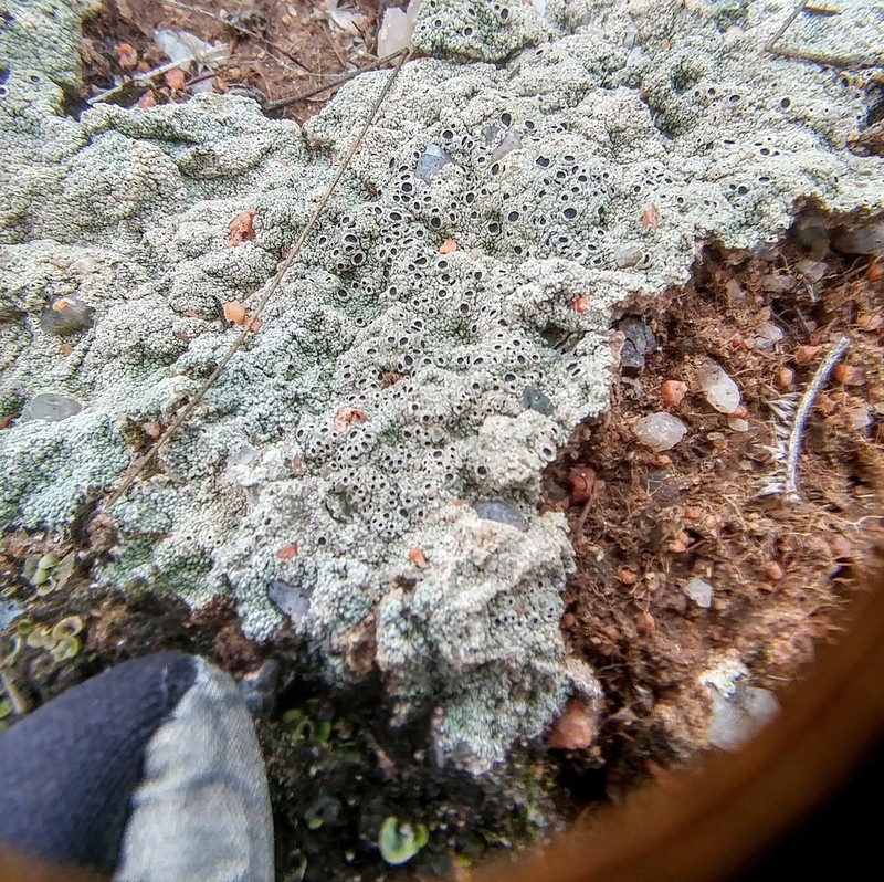 Crater Lichen photo 6