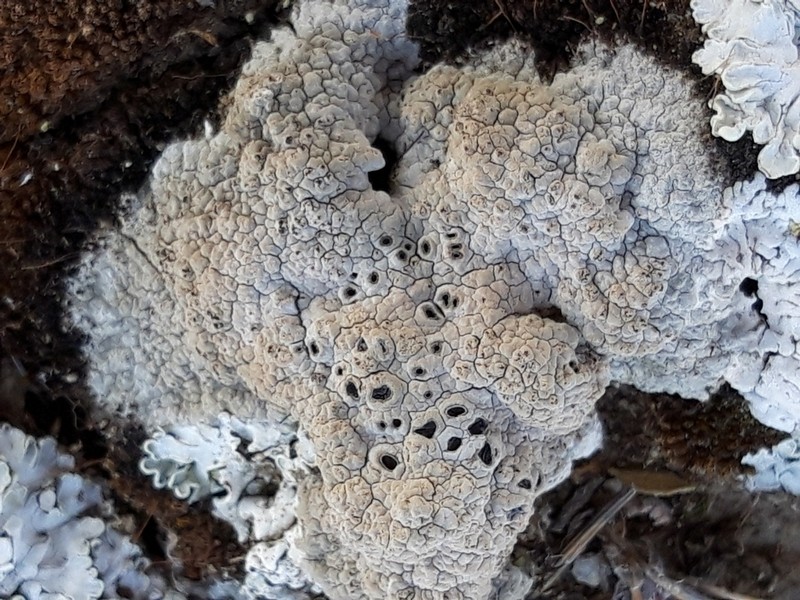 Crater Lichen photo 7