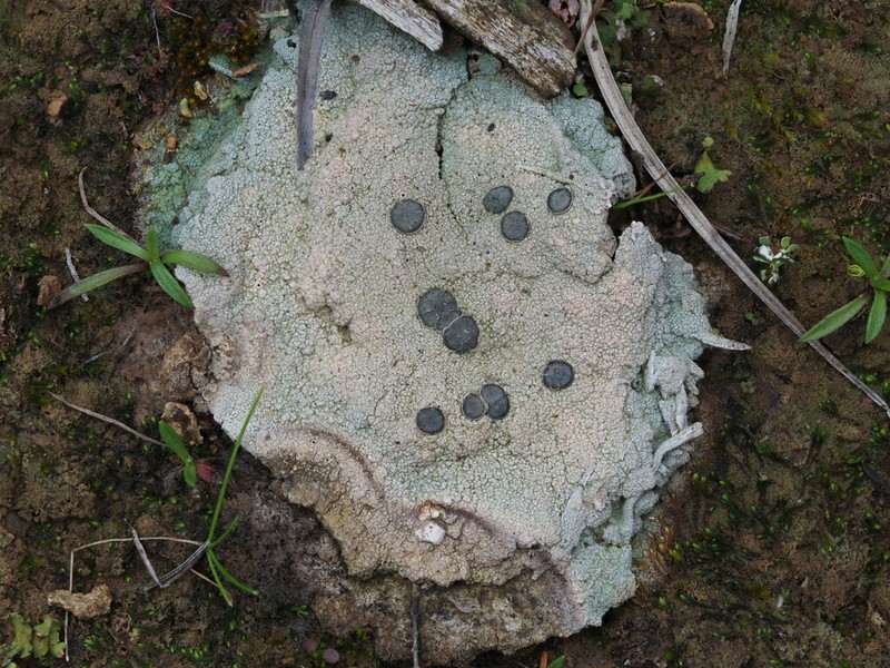 Crater Lichen photo 8