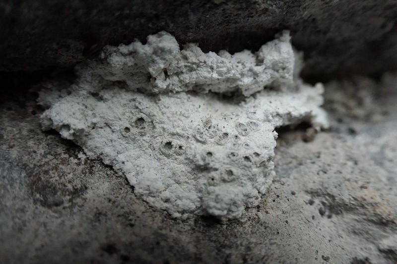 Crater Lichen