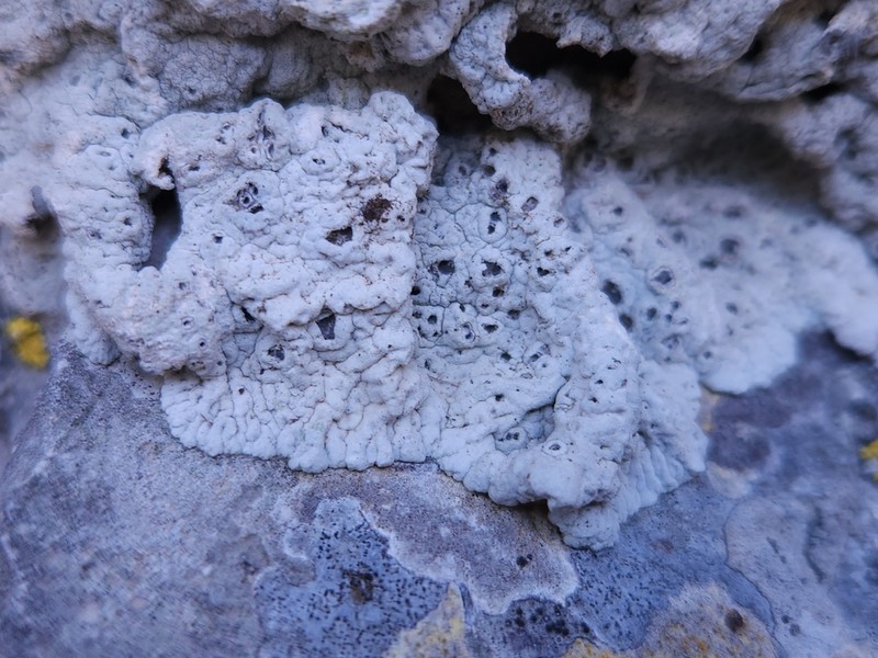 Crater Lichen photo 2