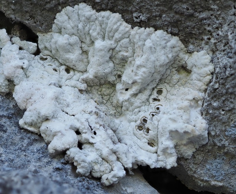 Crater Lichen photo 3