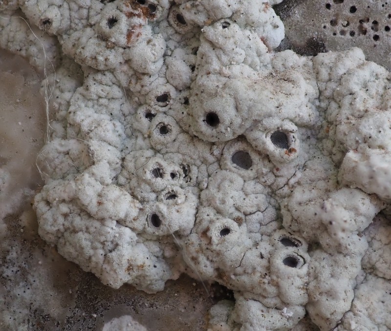 Crater Lichen photo 4