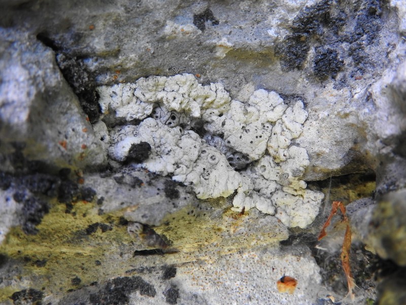 Crater Lichen photo 5