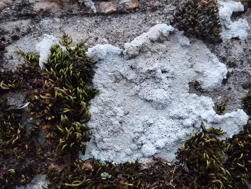 Crater Lichen photo 6