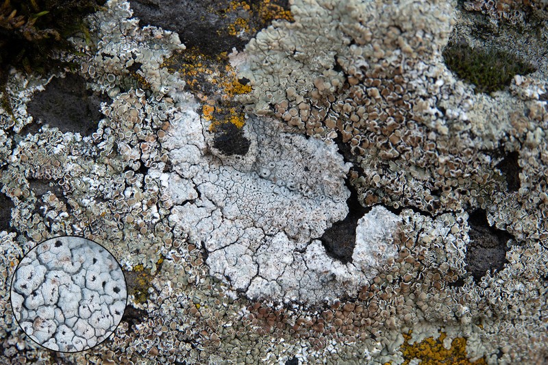 Crater Lichen photo 7