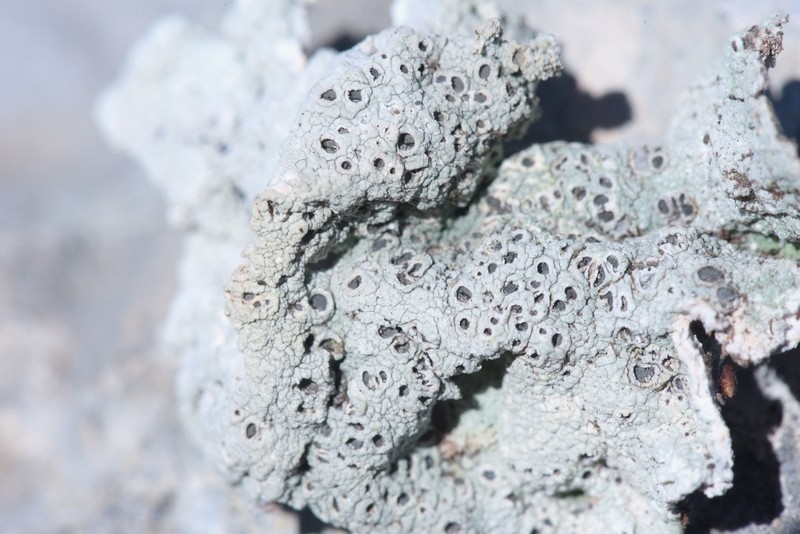 Crater Lichen photo 8