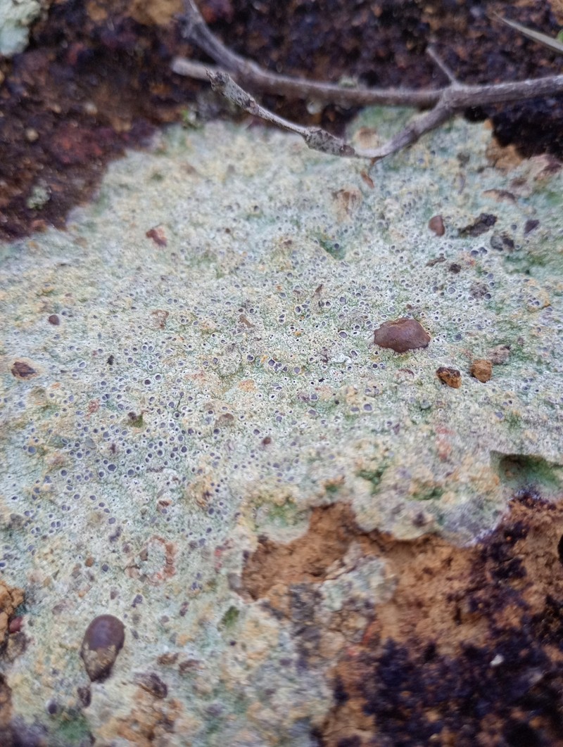 Crater Lichen photo 2