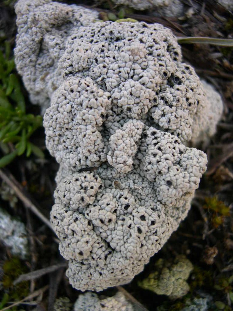 Crater Lichen