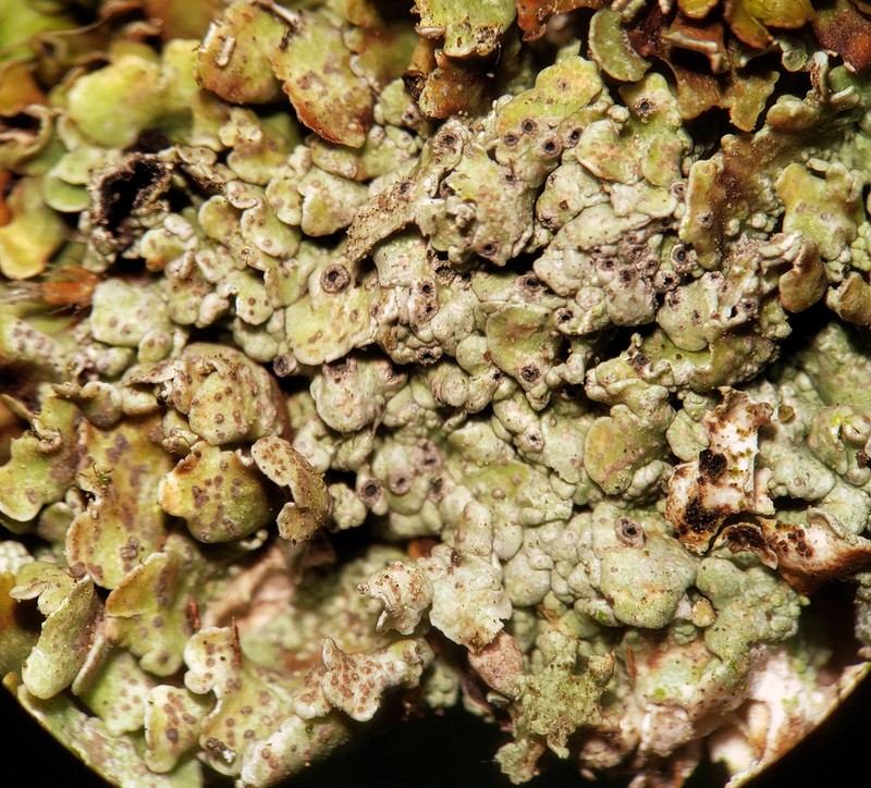 Crater Lichen