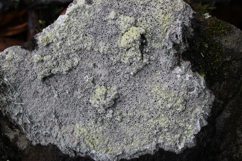 Crater Lichen photo 2
