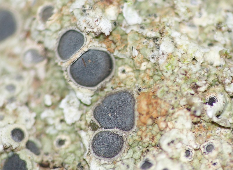 Crater Lichen photo 3