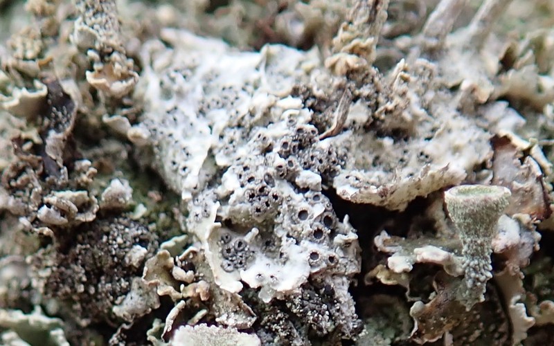 Crater Lichen photo 4