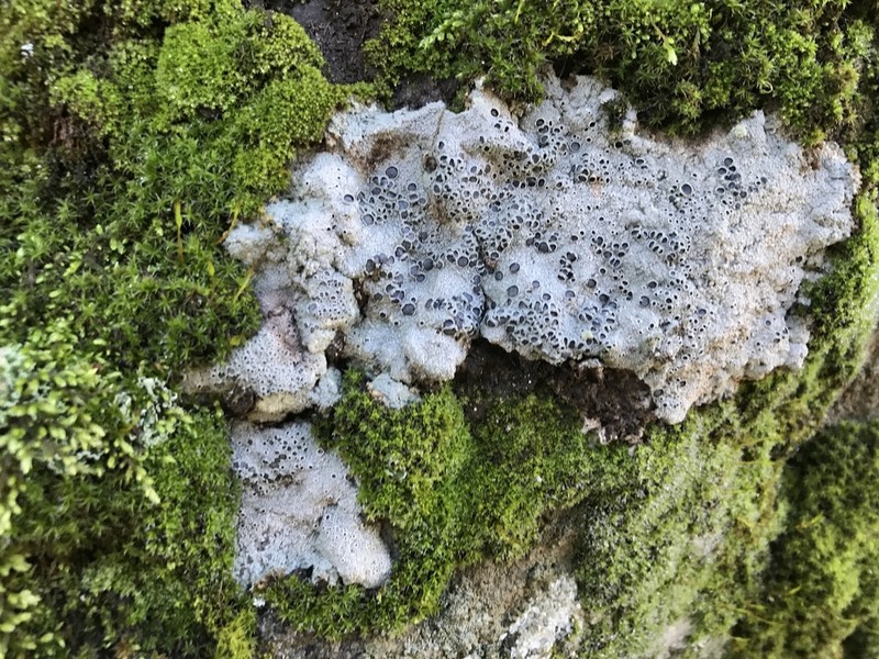 Crater Lichen photo 5
