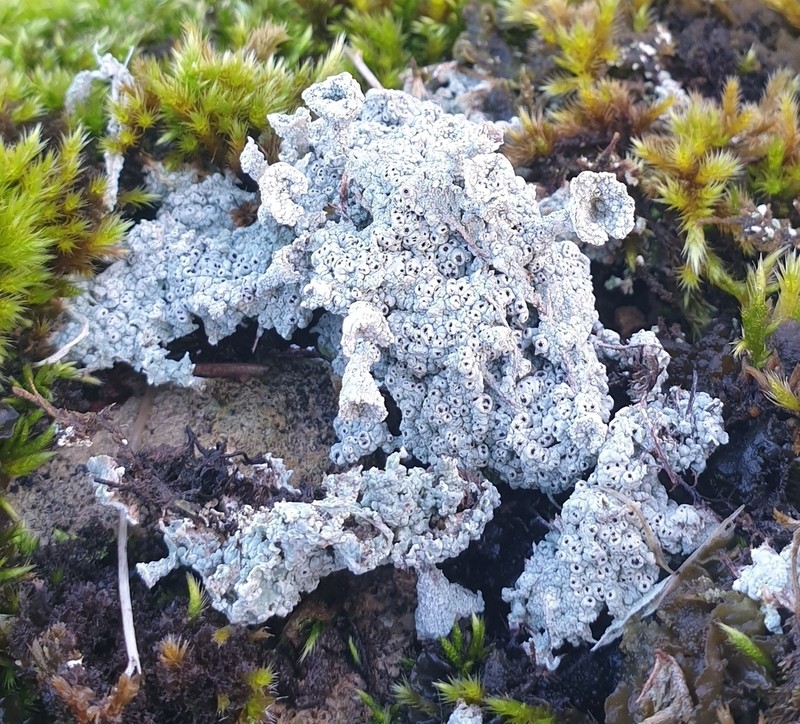 Crater Lichen photo 6