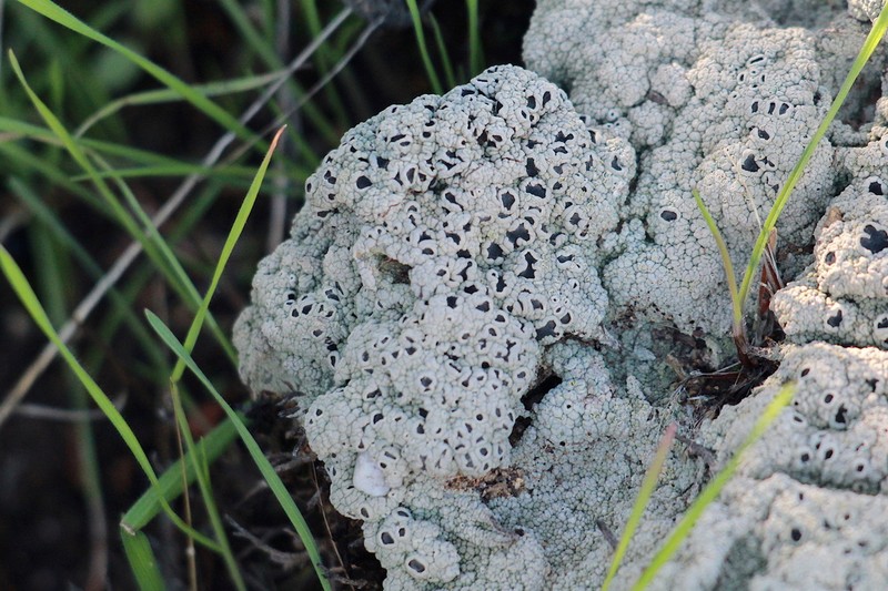 Crater Lichen photo 7