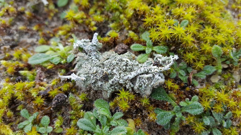 Crater Lichen photo 8