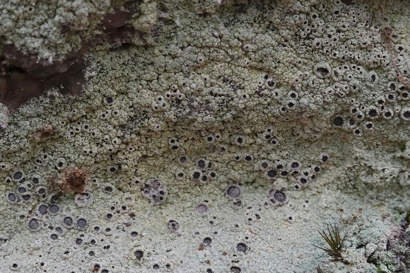 Crater Lichen