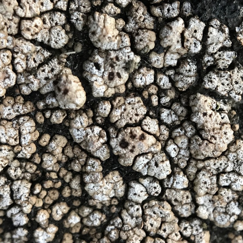 Crater Lichen photo 2