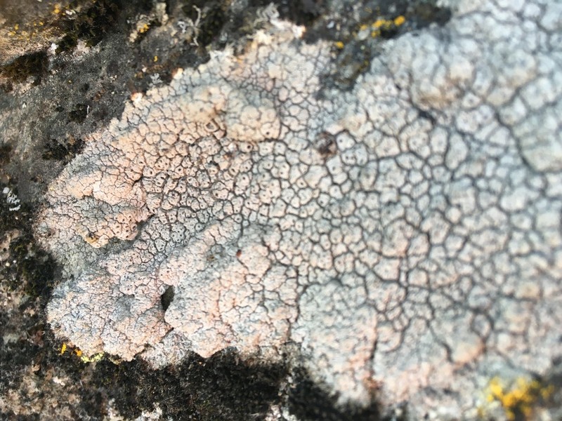 Crater Lichen photo 3