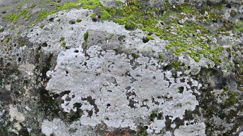 Crater Lichen photo 4