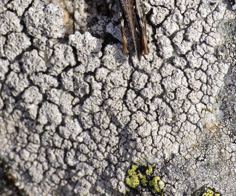 Crater Lichen photo 5