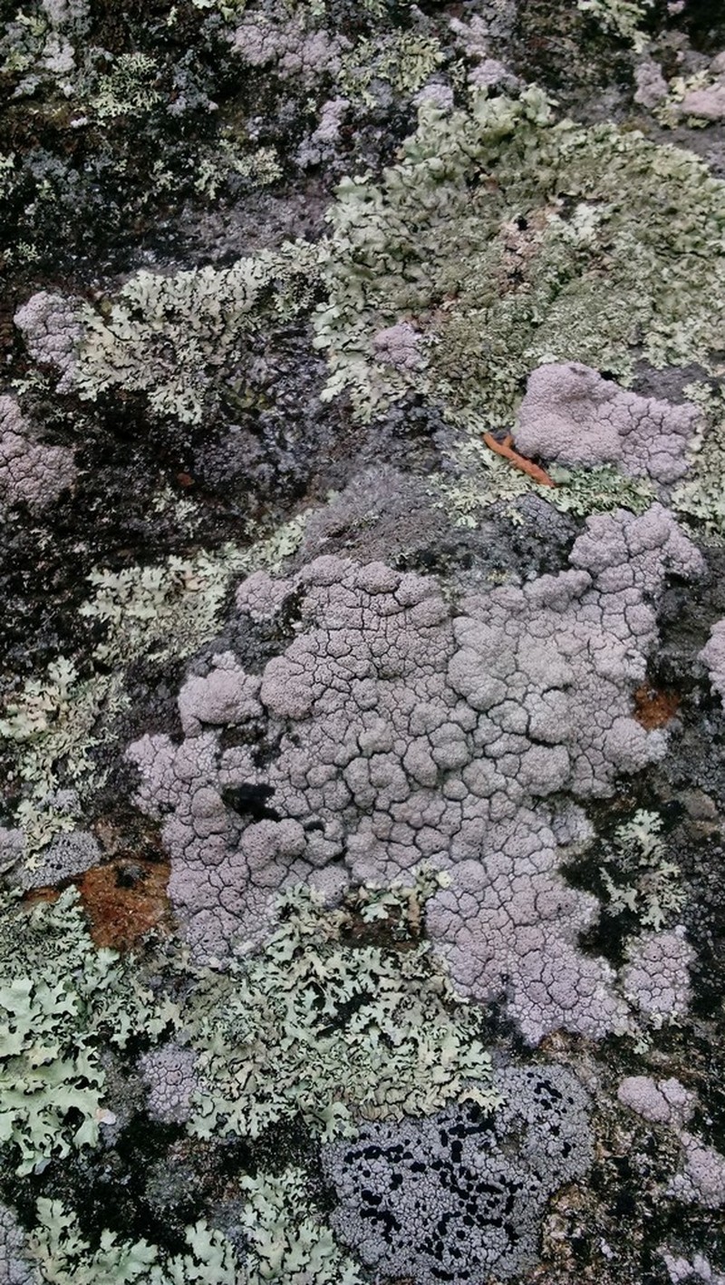 Crater Lichen photo 6