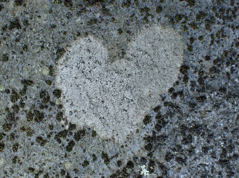 Crater Lichen photo 7