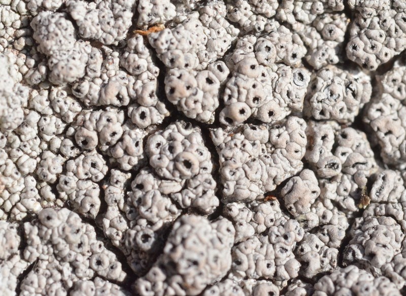 Crater Lichen photo 8