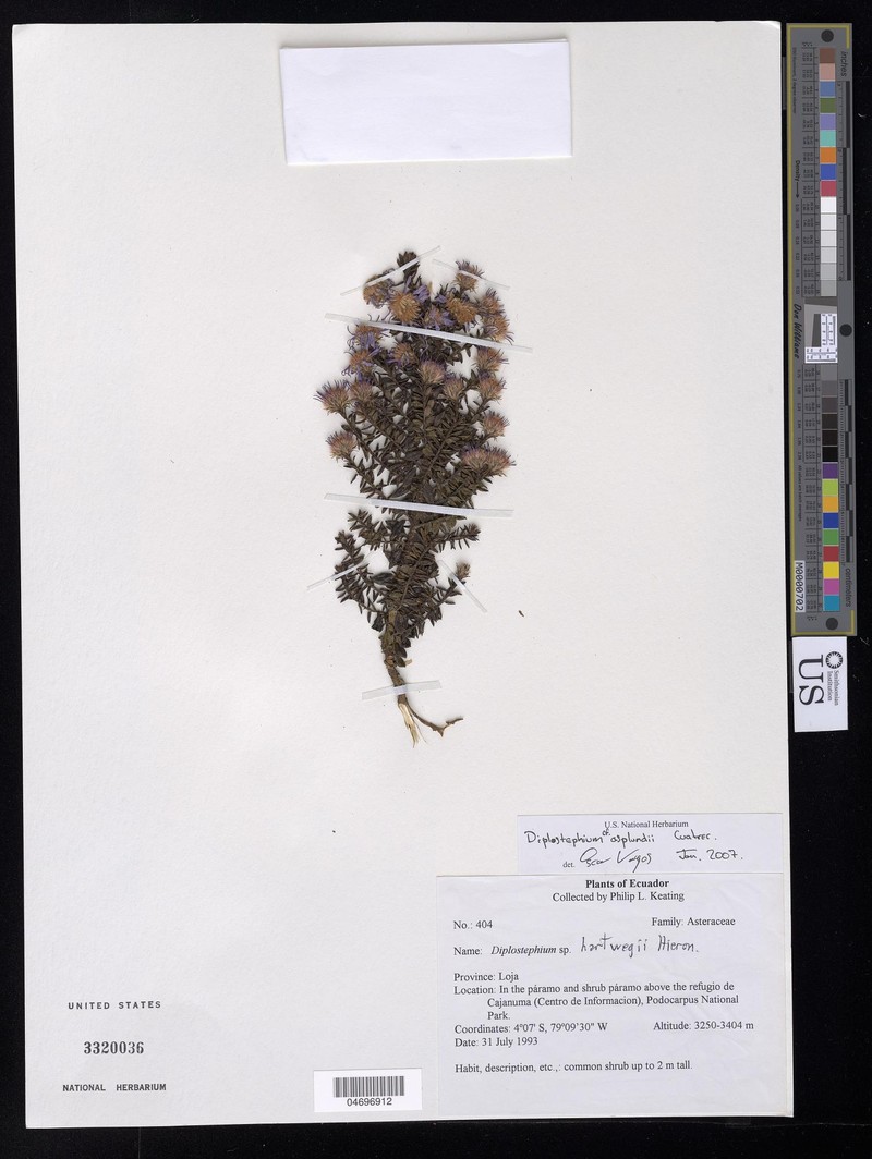 Diplostephium asplundii
