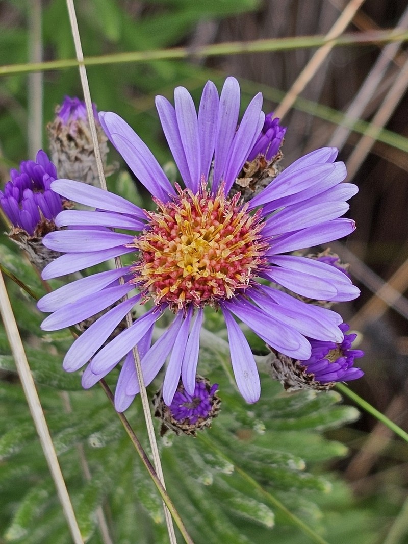 Diplostephium azureum
