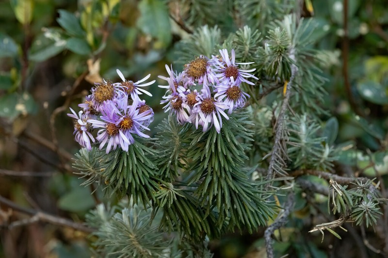 Diplostephium azureum photo 2