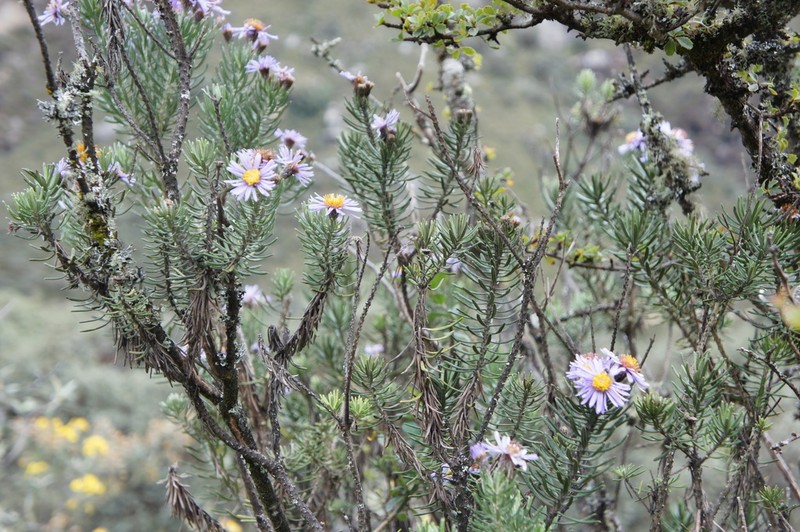 Diplostephium azureum photo 3