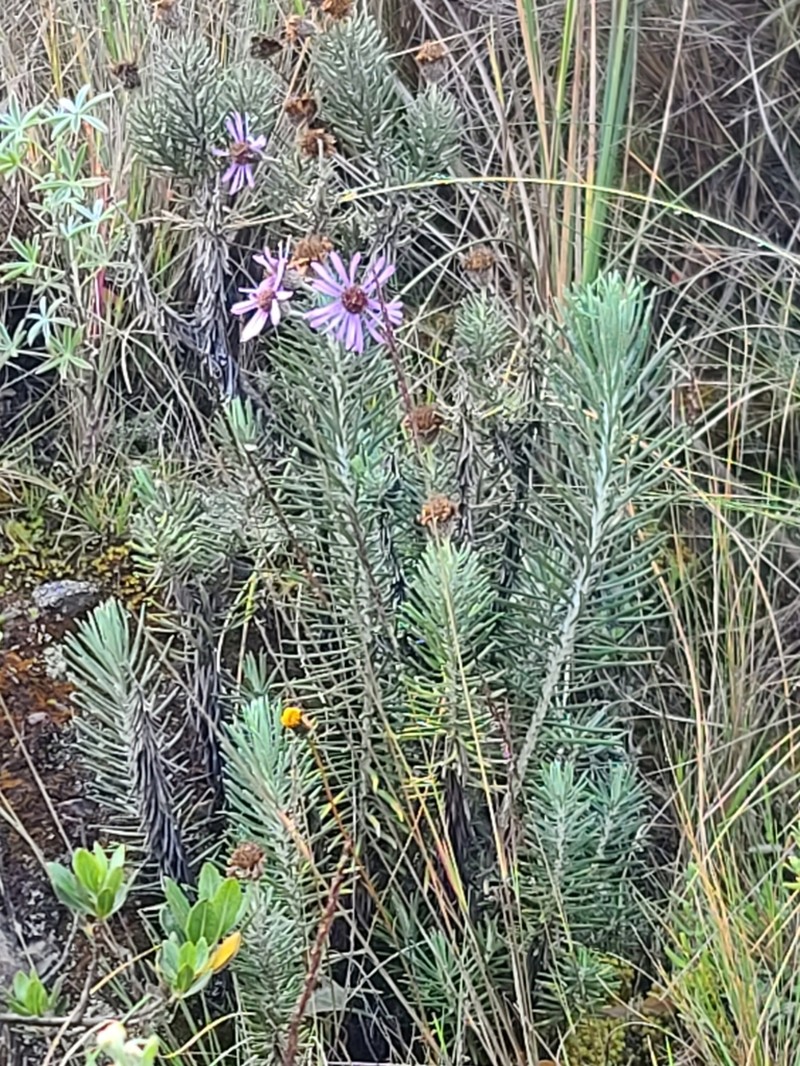 Diplostephium azureum photo 4