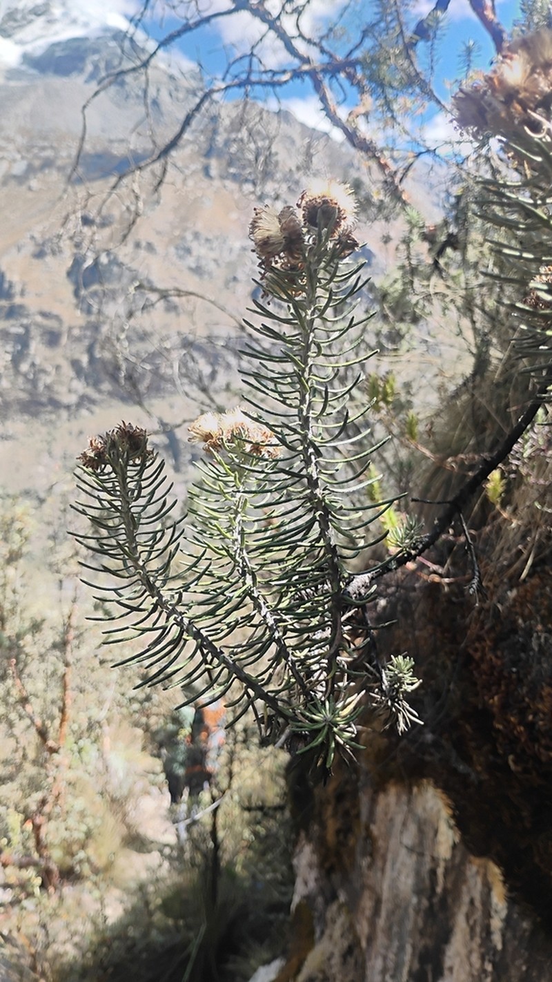 Diplostephium azureum photo 5