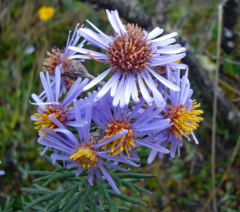 Diplostephium azureum photo 6