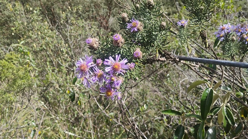 Diplostephium azureum photo 7