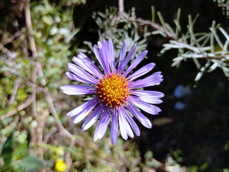 Diplostephium azureum photo 8